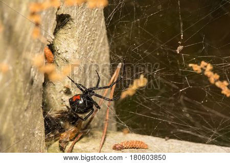 A Black Widow Spider hunting just outside of her retreat.