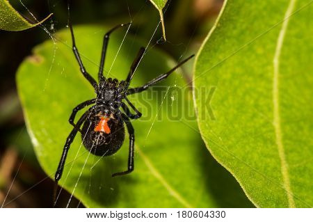 A Black Widow Spider hunting in her web in a small shrub.
