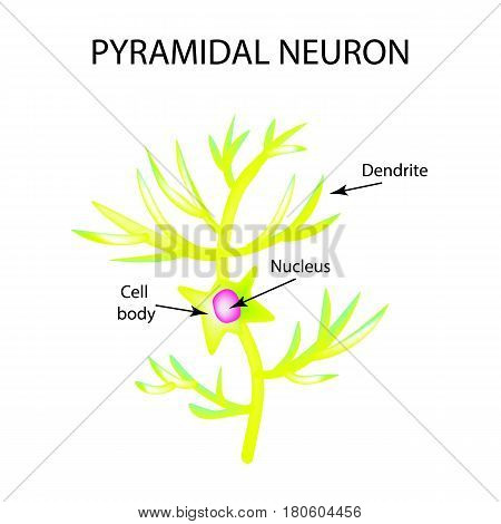 The structure of the pyromidal neuron. Nerve cell. Infographics. Vector illustration on isolated background.