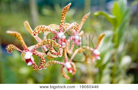 Un gambo di Solimar maculato rosso e giallo esotico orchidea.