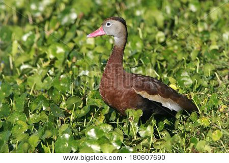 A Black-bellied Whistling Duck among aquatic plants near a pond in Florida