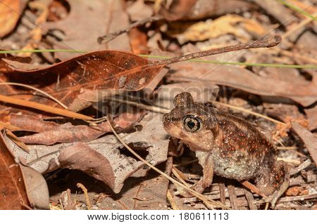 A close up of an Eastern Spadefoot Toad