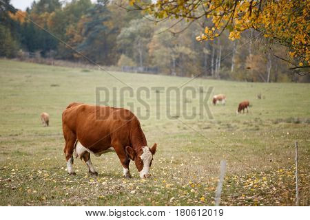 Cows grazing on autumn pasture, farm animals