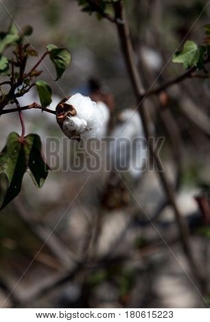 Cotton plant and blossum in Turks and Caicos