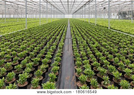 Dutch greenhouse with cultivation of Skimmia plants
