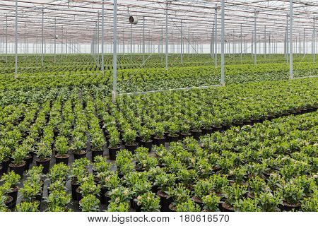 Dutch greenhouse with cultivation of Skimmia plants