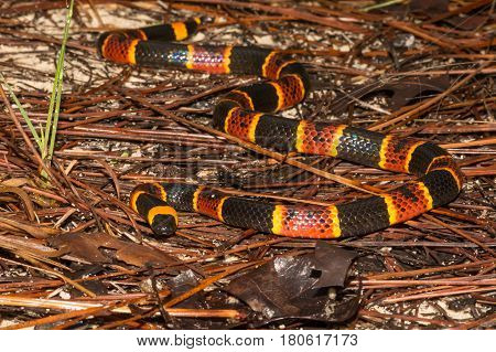 An Eastern Coral Snake foraging in the sand hills in Florida