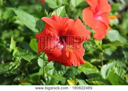Red flowers growing in the garden on tropical island