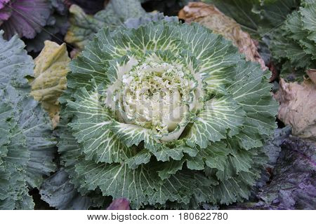 Green cabbage  flower growing on the street