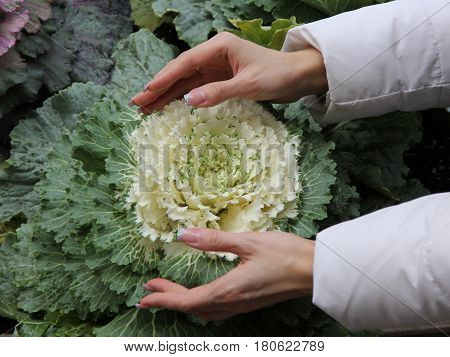 White cabbage flower in two female hands