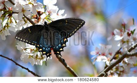 Butterfly in Cherry Blossom tree in spring time