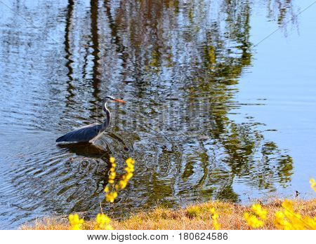 Blue Heron fishing on our pond in early morning