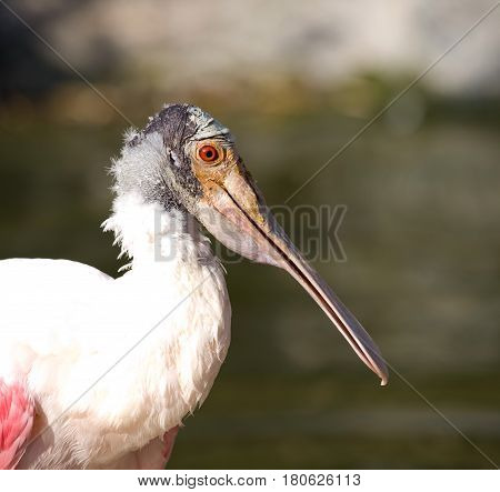 Portrait of Roseate spoonbill - Platalea ajaja