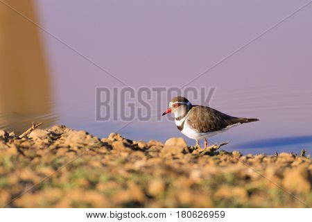 Bird Close Up From Kruger National Park, Africa