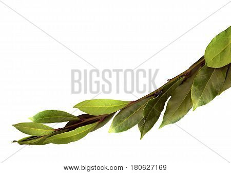 Green branch of Laurel on a white isolated background. Scanografia