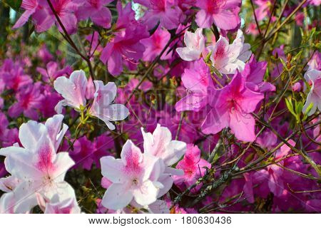 Springtime, two tone azaleas, Lovely flowers, Natures gift.