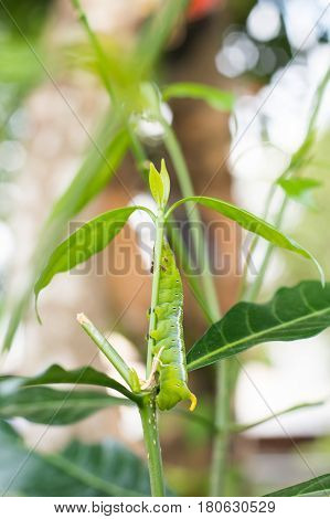 Caterpillar Green Eating