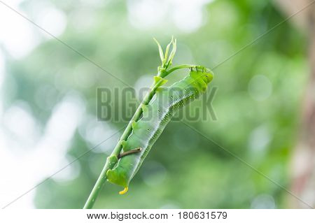 Caterpillar Green Eating