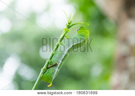 Caterpillar Green Eating
