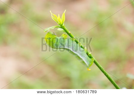 Caterpillar Green Eating