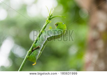 Caterpillar Green Eating