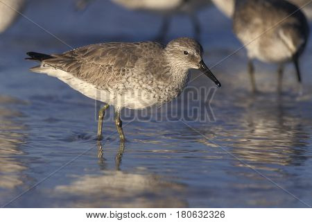 A Red Knot sandpiper, Calidris canutus in winter plumage looking for food in shallow water