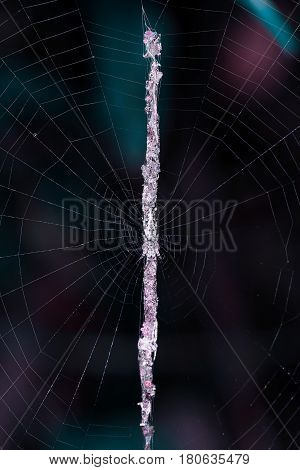 Cyclosa Is A Spider Genus In The Family Araneidae. Spiders Of The Genus Cyclosa Build Relatively Sma