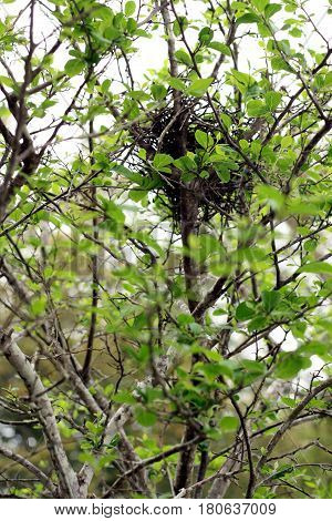A sign of spring with a bird's nest sitting in a tree with green leaves