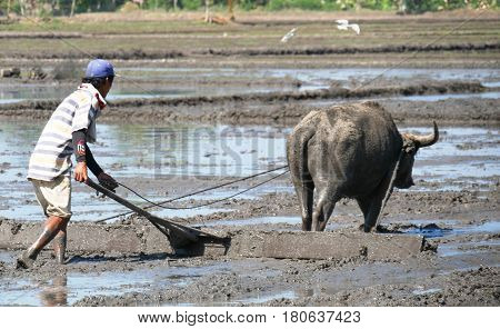Farmer and carabao at work, Philippines
A farmer plows the ricefield with the carabao, known as the beast of burden.