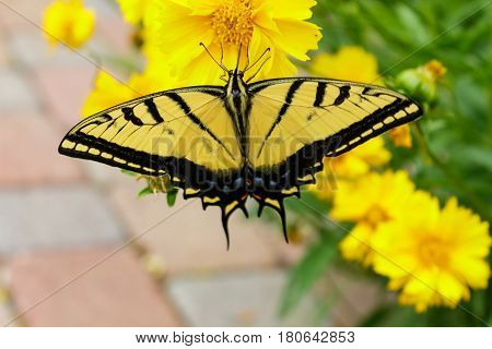 Beautiful swallowtail butterfly feeding on a coreopsis flower wtih its proboscis.