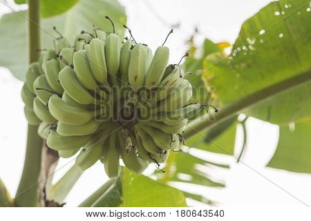 Banana tree with a bunch growing in a tropical rain forest