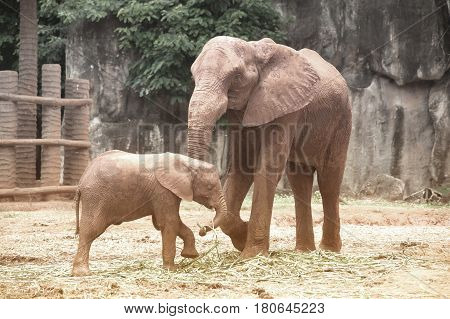 African mother and son elephant in Thailand zoo.Elephants are large mammals of the family Elephantidae and the order Proboscidea.