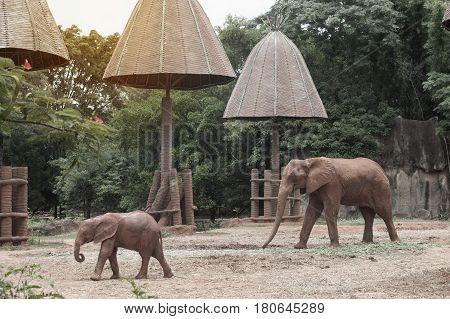 African mother and son elephant in Thailand zoo.Elephants are large mammals of the family Elephantidae and the order Proboscidea.
