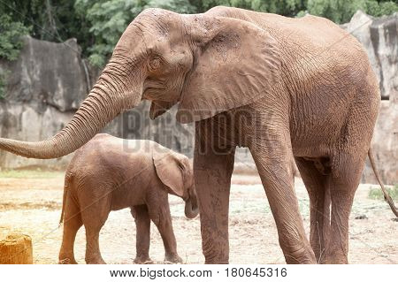 African mother and son elephant in Thailand zoo.Elephants are large mammals of the family Elephantidae and the order Proboscidea.