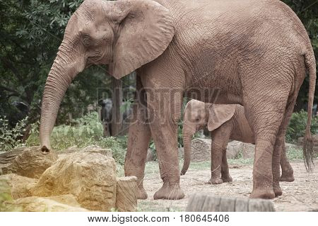 African mother and son elephant in Thailand zoo.Elephants are large mammals of the family Elephantidae and the order Proboscidea.