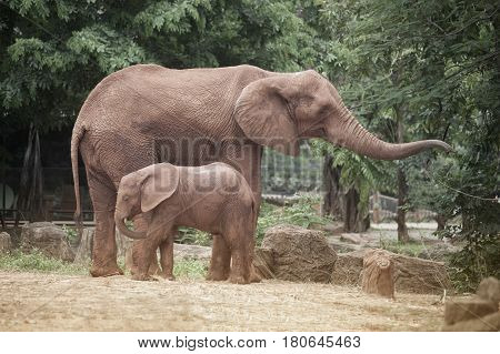 African mother and son elephant in Thailand zoo.Elephants are large mammals of the family Elephantidae and the order Proboscidea.