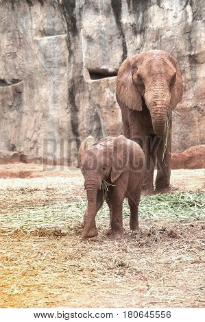 African mother and son elephant in Thailand zoo.Elephants are large mammals of the family Elephantidae and the order Proboscidea.