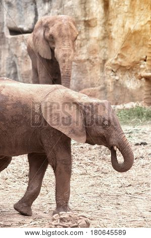 African mother and son elephant in Thailand zoo.Elephants are large mammals of the family Elephantidae and the order Proboscidea.