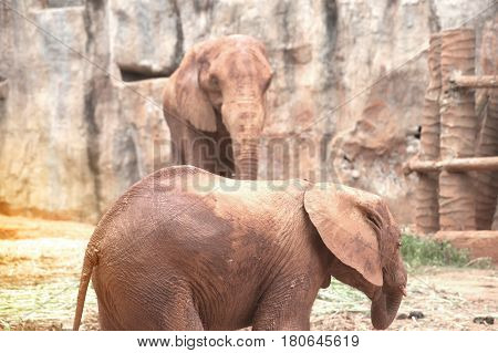 African mother and son elephant in Thailand zoo.Elephants are large mammals of the family Elephantidae and the order Proboscidea.