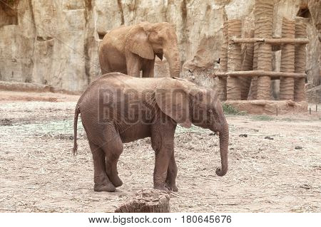 African mother and son elephant in Thailand zoo.Elephants are large mammals of the family Elephantidae and the order Proboscidea.