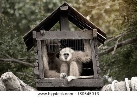 A white-handed gibbon (Hylobates lar) family sitting in our house on tree in Thailand zoo.