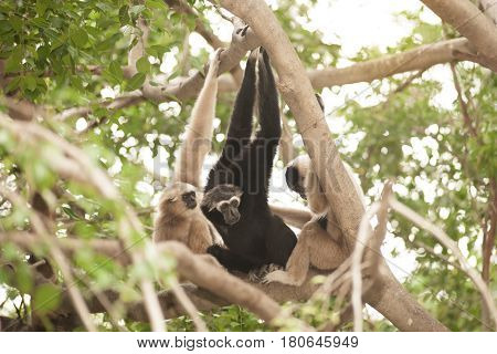 A white-handed gibbon (Hylobates lar) family sitting relax on tree.