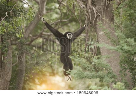 A white-handed gibbon (Hylobates lar) hanging on tree.