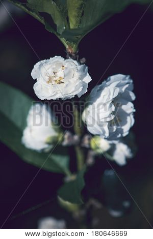 background White flower Prunus persica. Background blur green