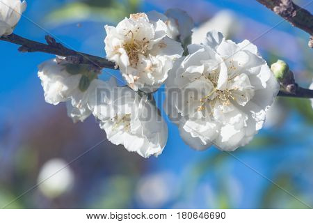 background White flower Prunus persica. Blue background