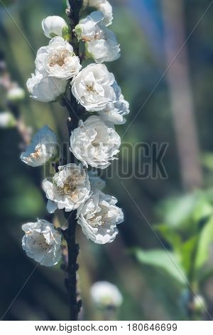 background White flower Prunus persica. Background blur green