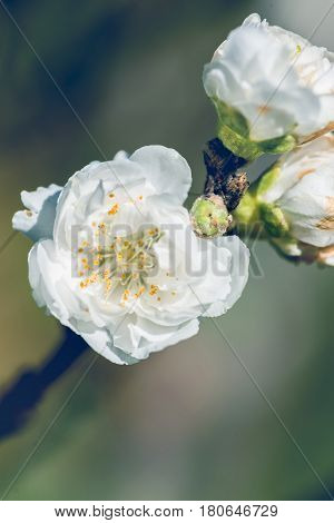 background White flower Prunus persica. Background blur green