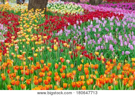 Tulip flower field for background or nature postcard.