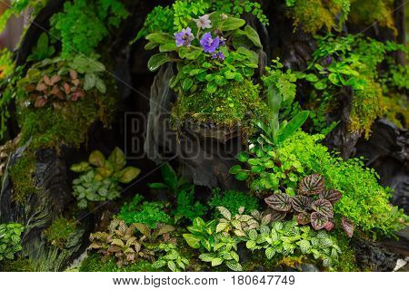 moss fern decorate on small wood garden. green nature plant in the forest.