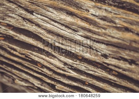 Old Wood Tree Texture Pattern Background Vintage Color Tone.